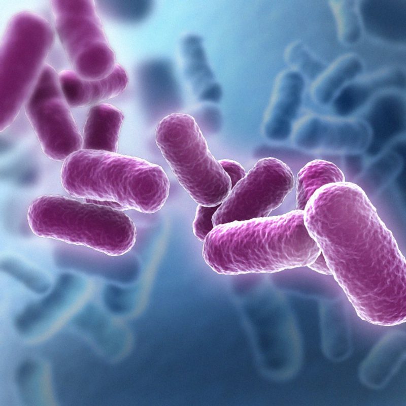 te-bao-bacillus